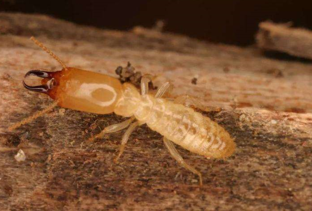关于白蚁常见问题关于白蚁常见问题